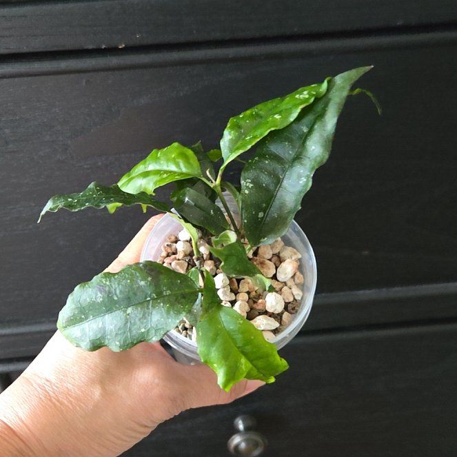 Photo of the plant species Hoya sp. Sumatera Island by @SuppleMoonglow named Sumatera Island on Greg, the plant care app