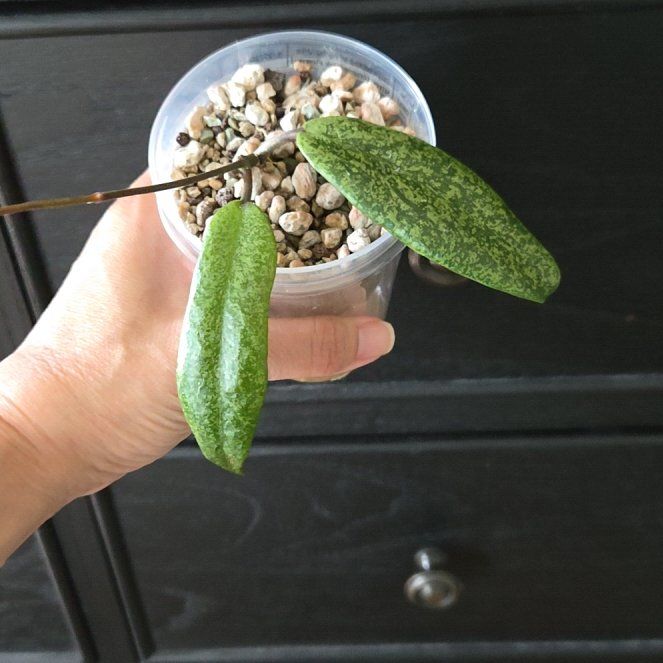 Photo of the plant species Hoya sp. Jita Silver by @SuppleMoonglow named Jita Silver on Greg, the plant care app