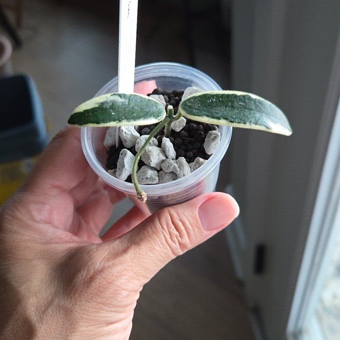 Photo of the plant species Hoya lyi 'Prism' by @SuppleMoonglow named Prism 2 on Greg, the plant care app