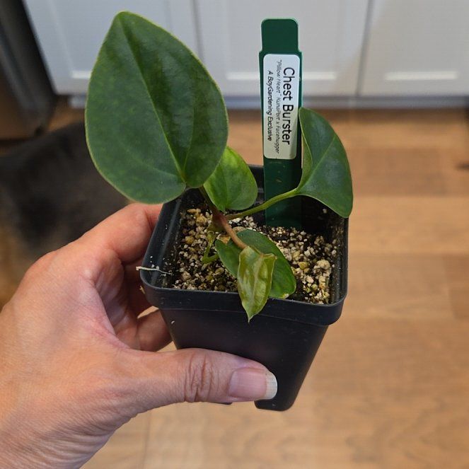 Photo of the plant species Assorted Anthurium by @SuppleMoonglow named Chest Burster on Greg, the plant care app
