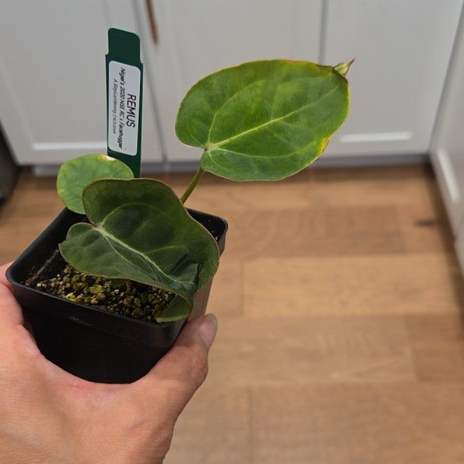 Photo of the plant species Assorted Anthurium by @SuppleMoonglow named Remus on Greg, the plant care app