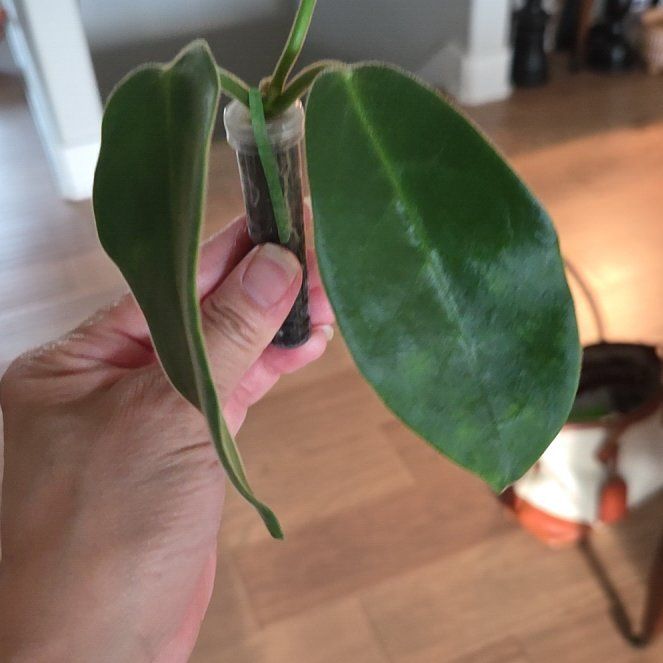 Photo of the plant species Hoya calycina ‘Stargazer’ by @SuppleMoonglow named Stargazer on Greg, the plant care app