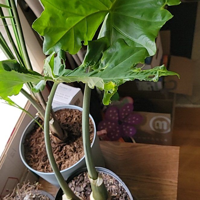 Photo of the plant species Low Rider by @FitBogrhubarb named Darwin on Greg, the plant care app