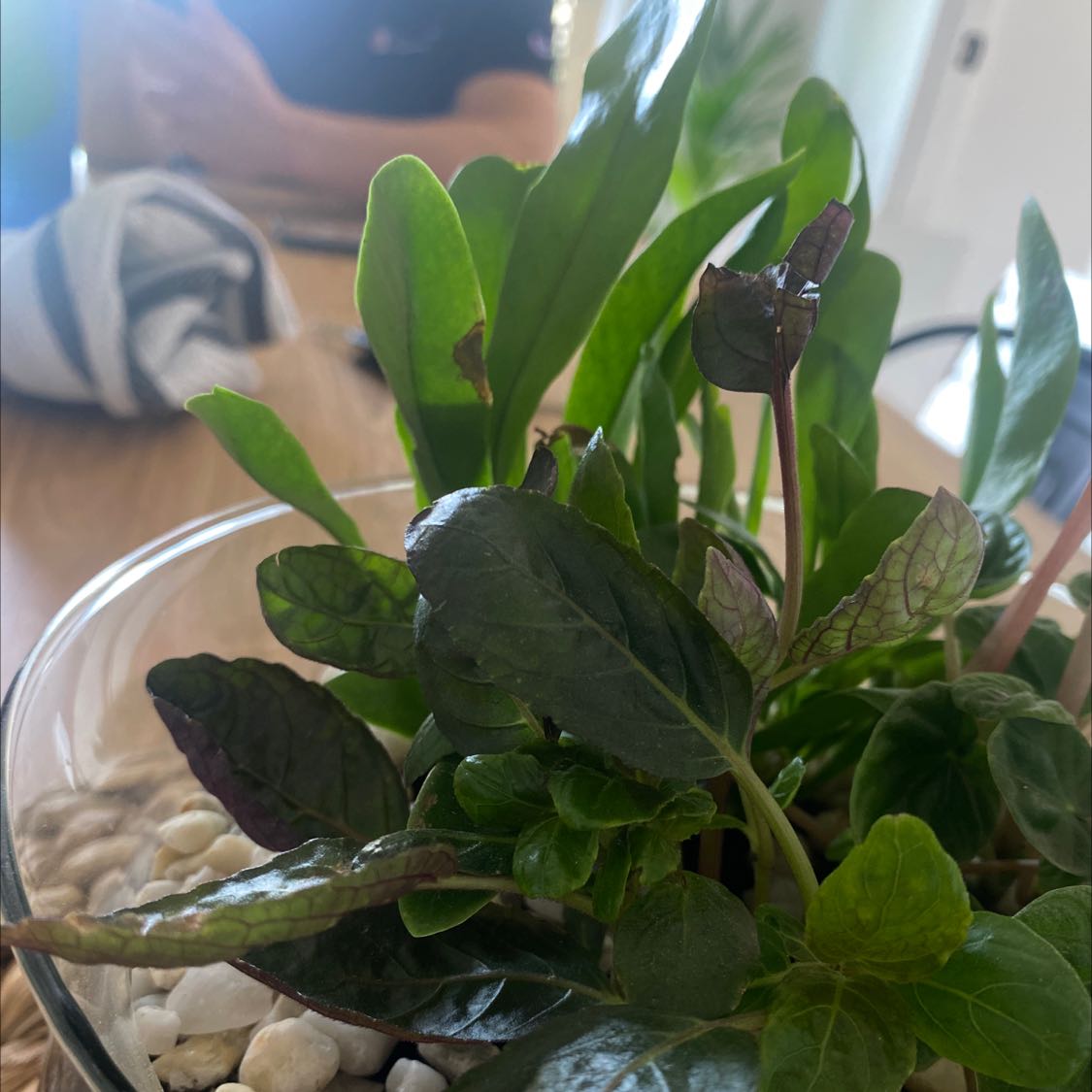 Blue Bugle plant in a glass container with white pebbles, healthy green leaves, and purplish stems.
