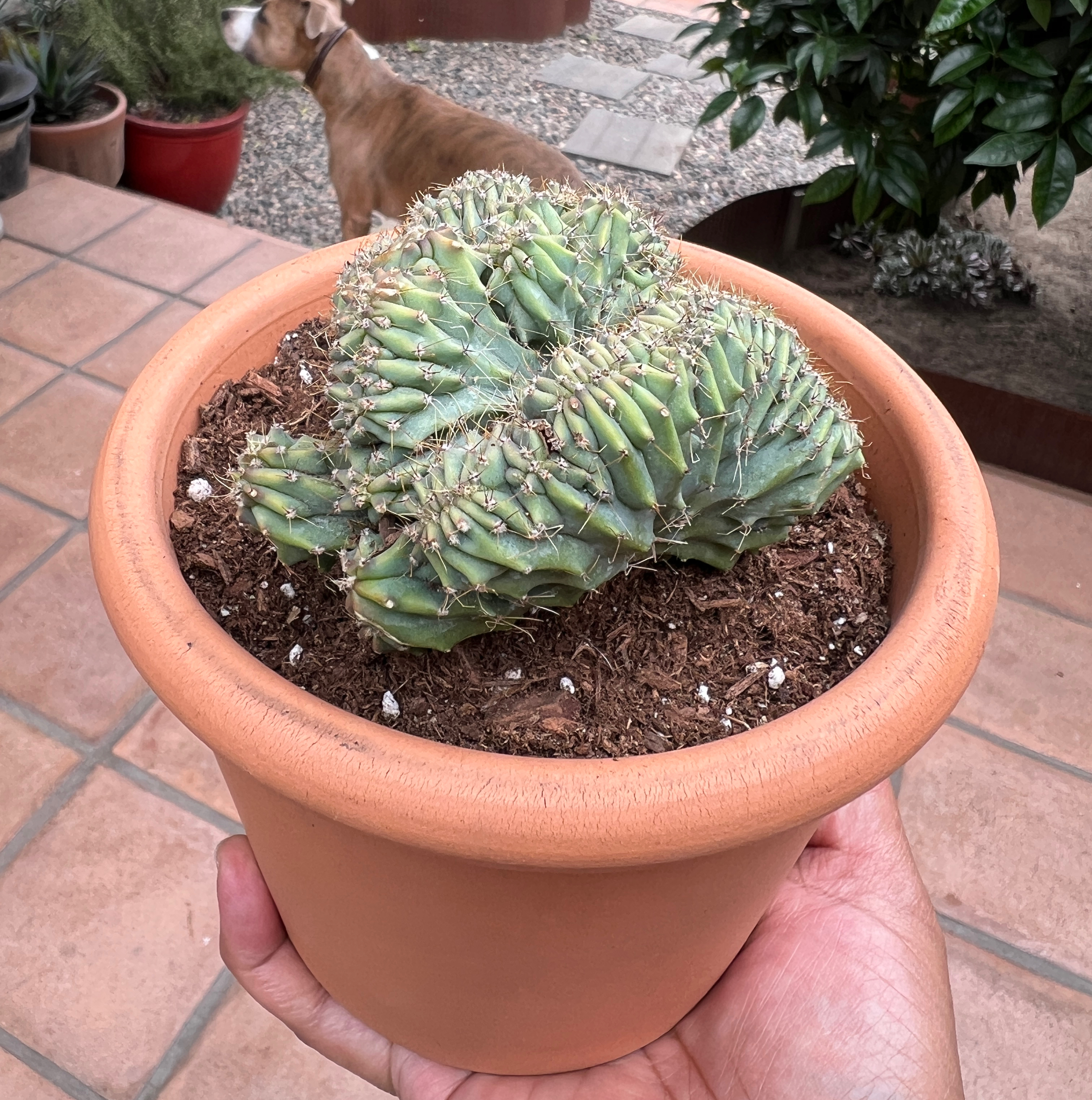 Potted Crested Blue Flame cactus held by a hand, with a dog in the background.