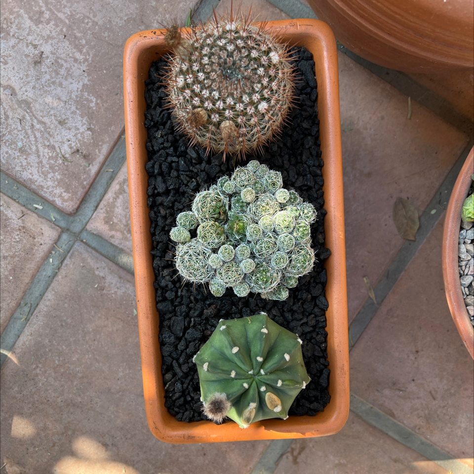 Plant care for Mixed Genus on Greg, the plant care app