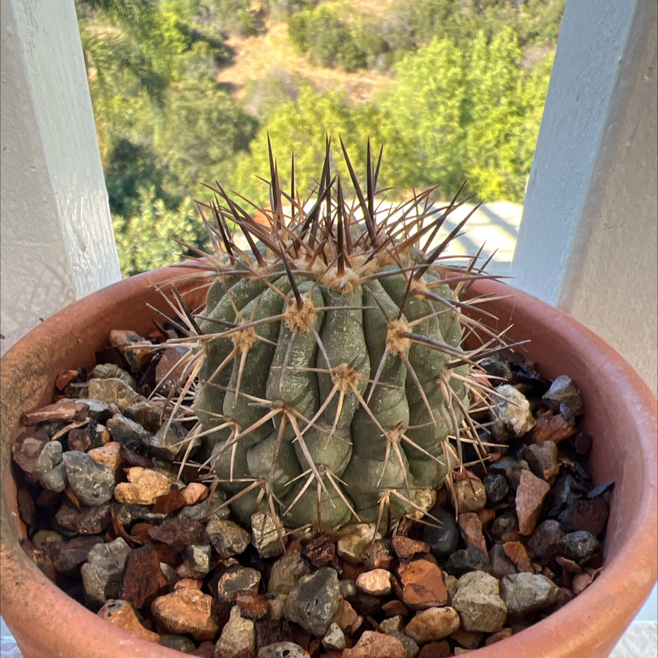 Close-up of Copiapoa cinerea displaying thickened cactus stem adapted to store water