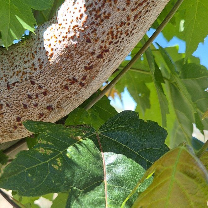 Photo of the plant species Manitoba Maple by @ChiefShangrila named Harmony on Greg, the plant care app