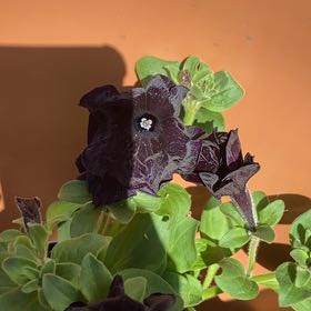 Photo of the plant species Sophistica® Blackberry Petunia by @Samiam named Sir Plancelot on Greg, the plant care app
