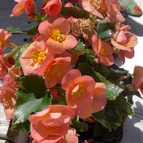 Photo of the plant species Hiemalis Begonia by @Samiam named Xena on Greg, the plant care app