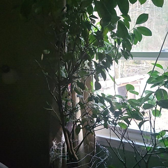 Photo of the plant species Sour Orange by @AppetentIcecaps named Beteljuice on Greg, the plant care app