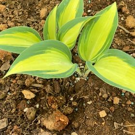 Photo of the plant species Plantain Lily by @Rapid named Baesil on Greg, the plant care app