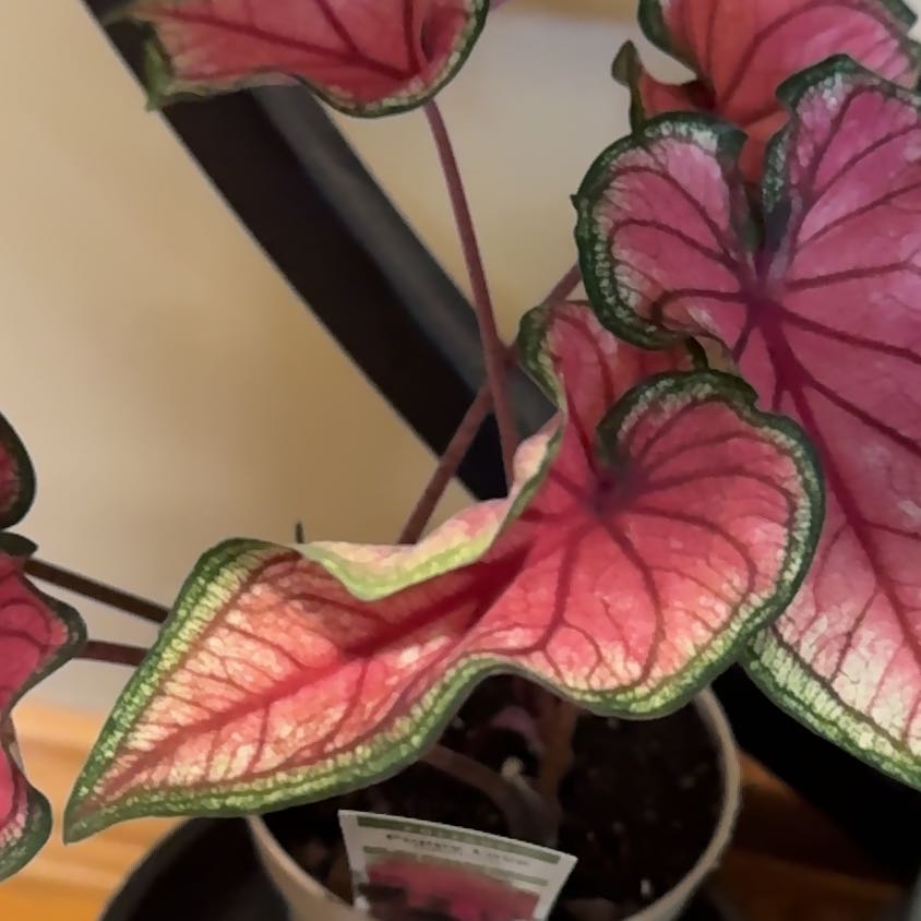 Photo of the plant species Puppy Love Caladium by @LoyalMandrake named Bodhi on Greg, the plant care app
