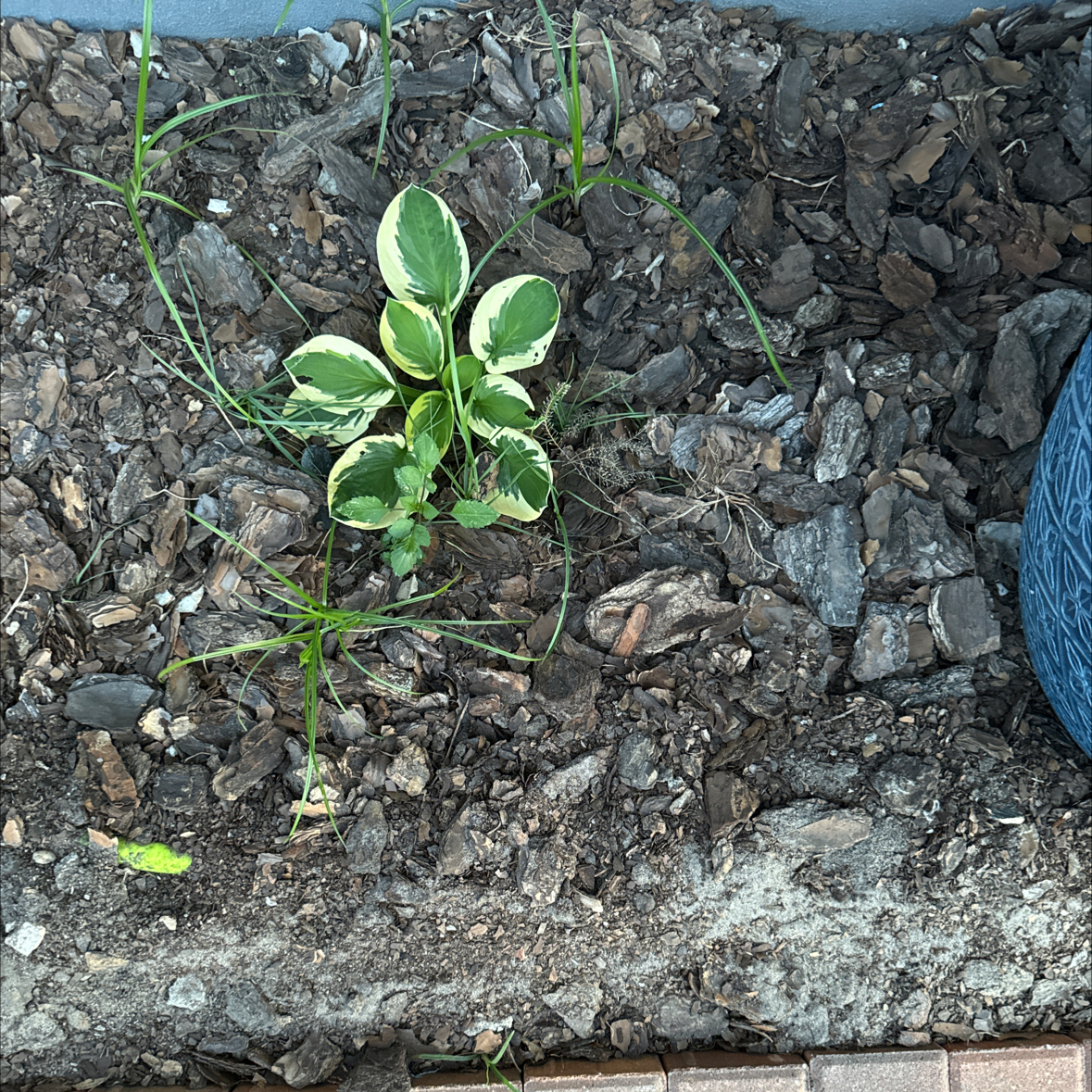Photo of the plant species Hosta sieboldii by @GreenMonster named Fernie Mercury on Greg, the plant care app