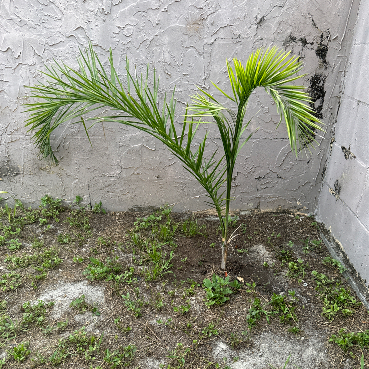 Young Queen Palm planted in a corner with visible soil and some surrounding grass.