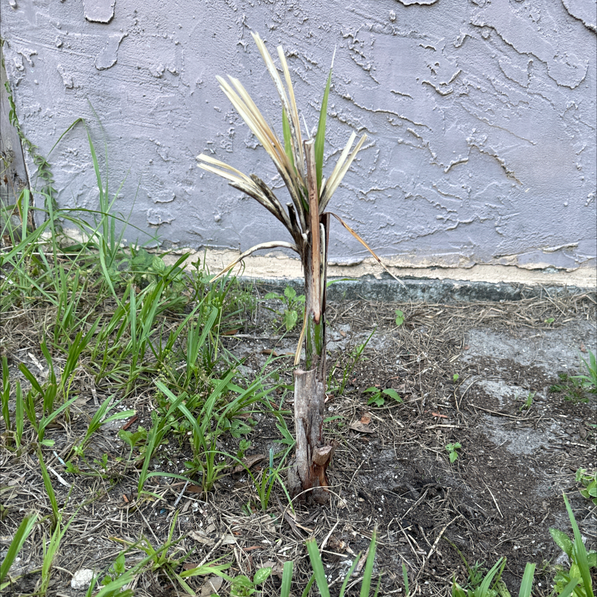 Young Queen Palm with significant leaf browning and yellowing, planted in soil near a wall.