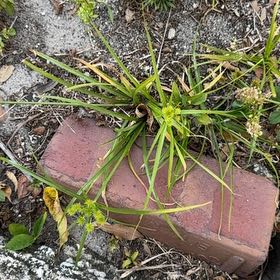 What Is The Aquatic Plant Tall Flatsedge