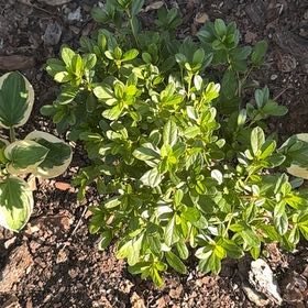 Photo of the plant species Encore Autumn Embers Azalea by @GreenMonster named Taylor Swift on Greg, the plant care app