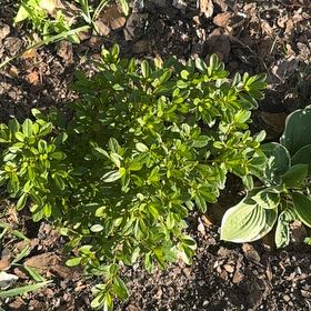 Photo of the plant species Encore Autumn Embers Azalea by @GreenMonster named Peter Parker R on Greg, the plant care app