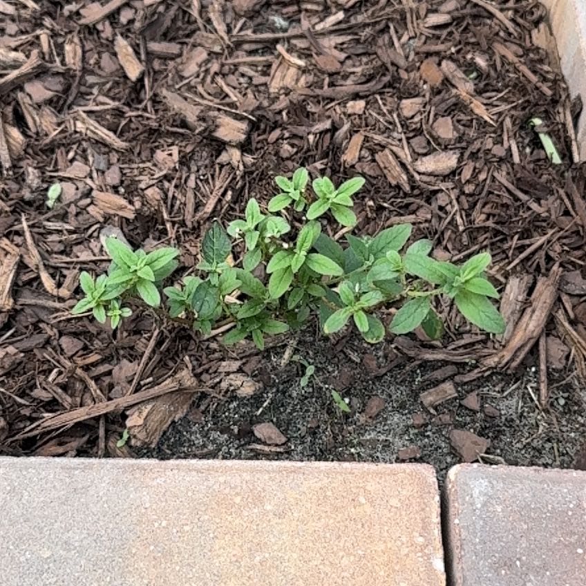 Photo of the plant species Miss Molly Butterfly Bush by @GreenMonster named Beyonce on Greg, the plant care app