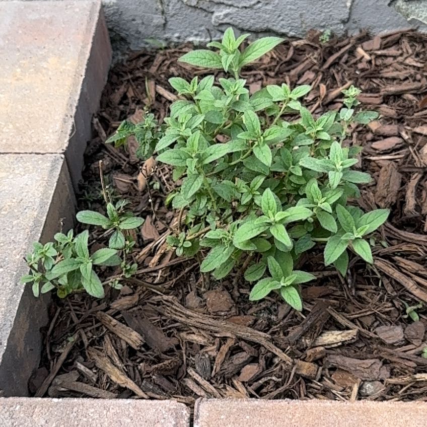 Plant care for Butterfly Flowers on Greg, the plant care app