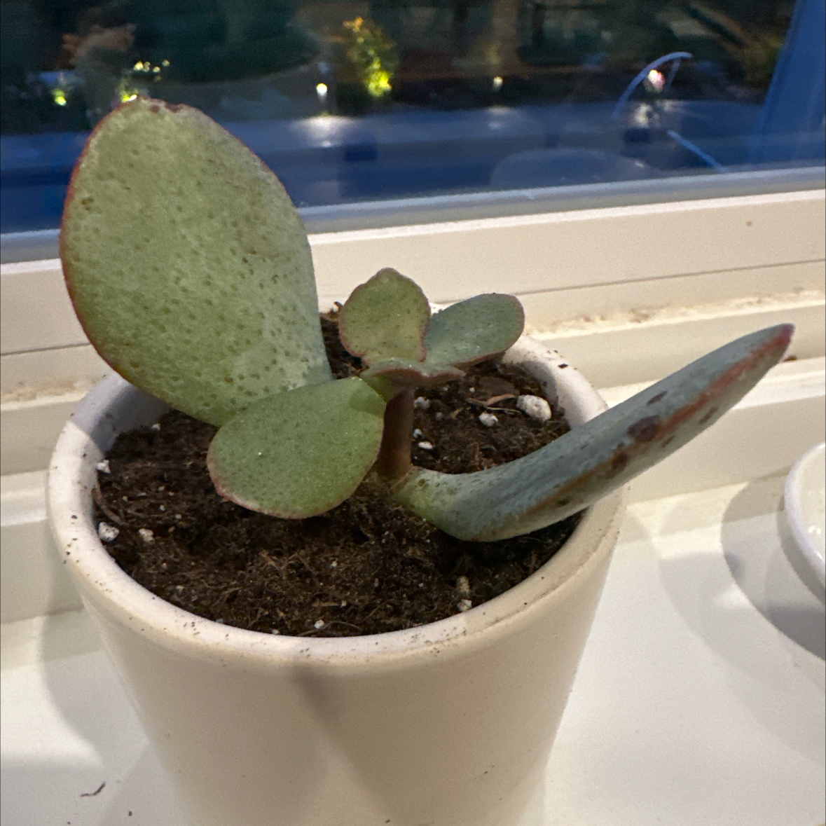 Photo of the plant species Chinese Jade by @RealisticBalsam named Gates on Greg, the plant care app