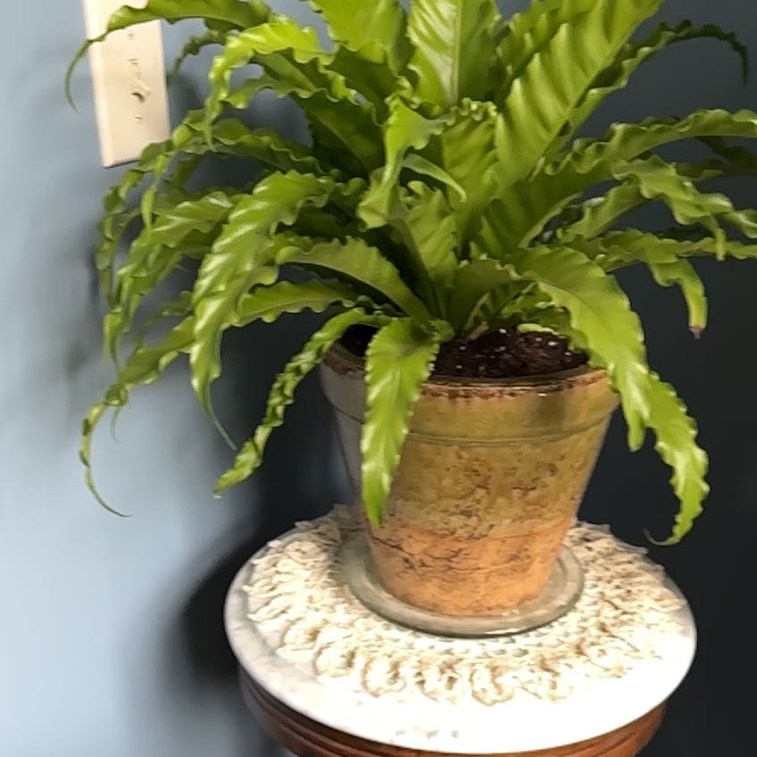 Photo of the plant species Living Lace Victoria by @BestHoyamillie named Fern on Greg, the plant care app