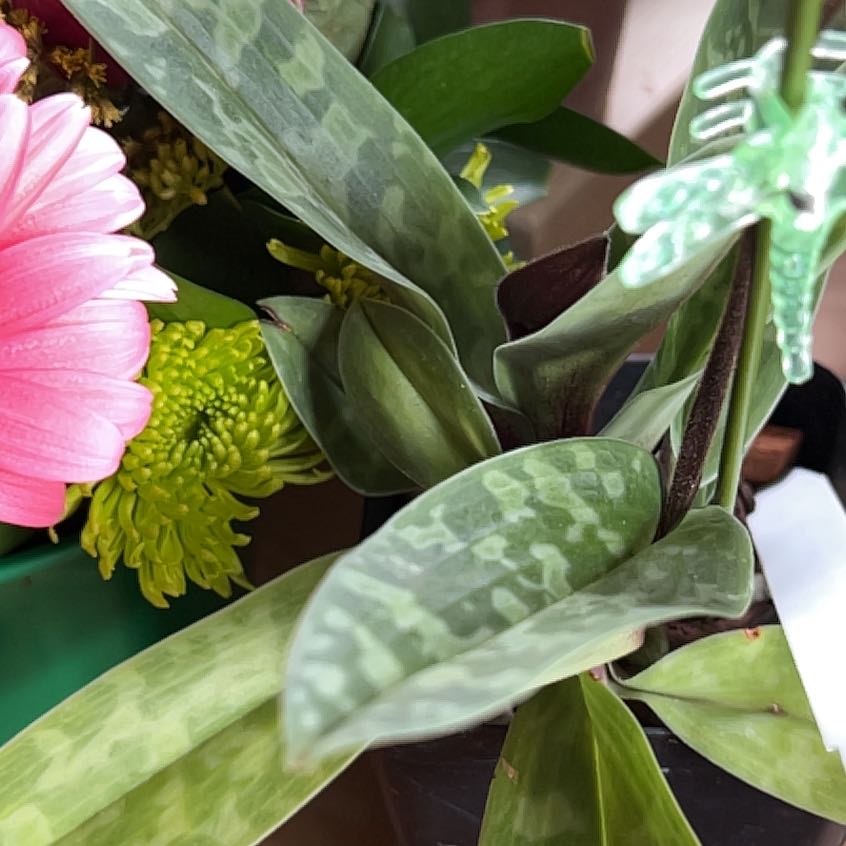 Photo of the plant species Paphiopedilum American Hybrid by @TiptopAnise named Xena on Greg, the plant care app