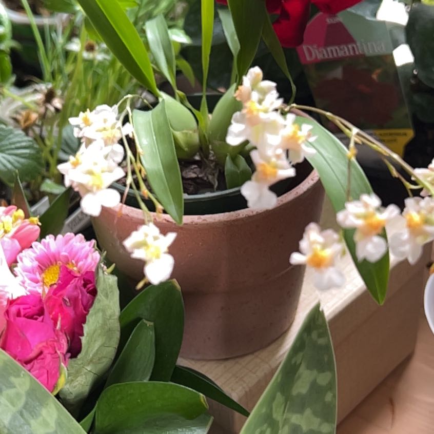 Photo of the plant species dendrobium by @TiptopAnise named Khaleesi on Greg, the plant care app