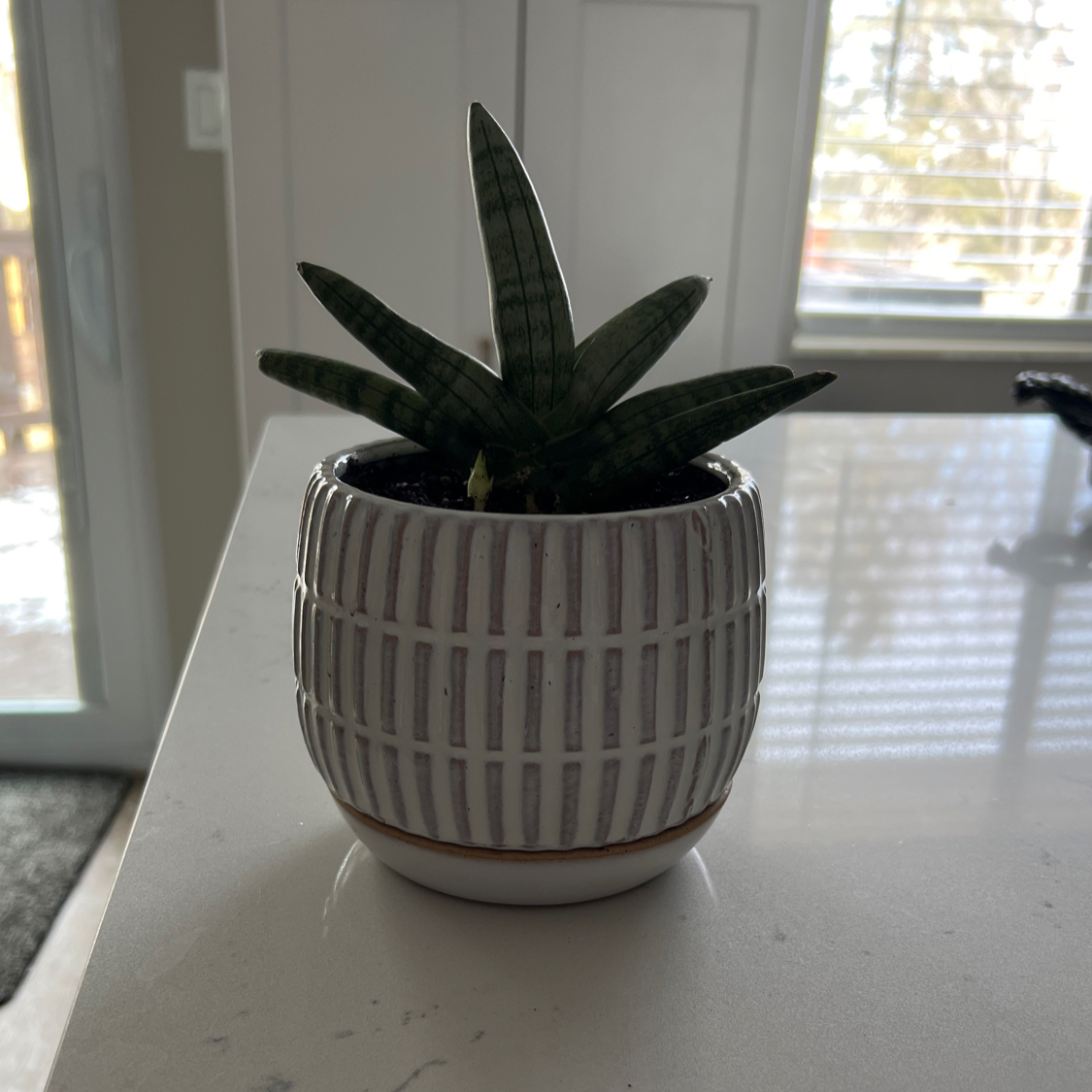Starfish Snake Plant in a decorative pot on a countertop.
