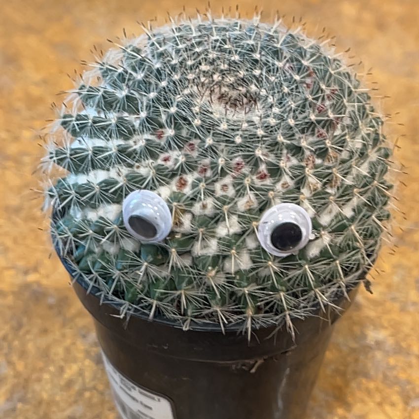 Photo of the plant species Oz Cactus by @LikelySicklepod named Spiky bob on Greg, the plant care app