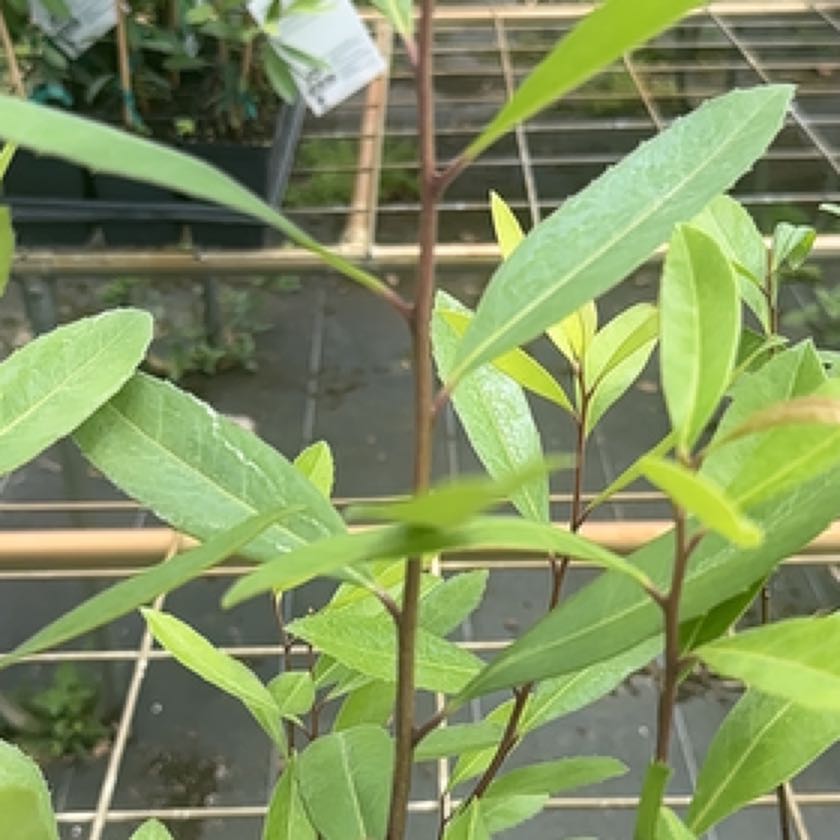 Photo of the plant species yerba mate by @QuaintNatalplum named Oscar on Greg, the plant care app