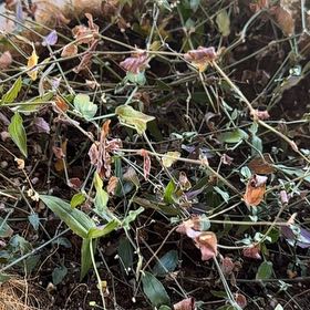 Photo of the plant species Sea Campion by @ValidPatchouli named Hemingway on Greg, the plant care app