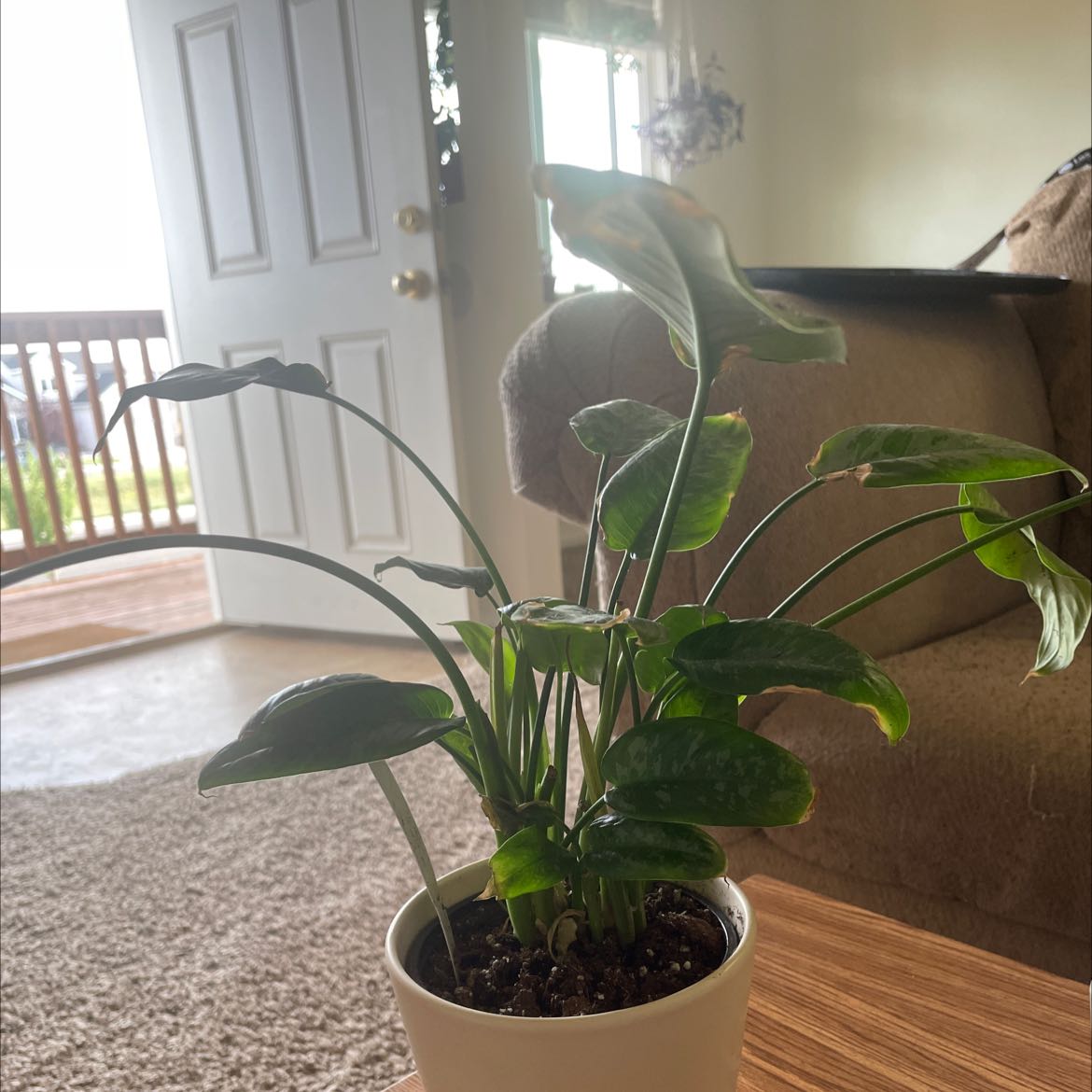 Photo of the plant species motleyana elite by @allisonmarie27 named Hamilton on Greg, the plant care app