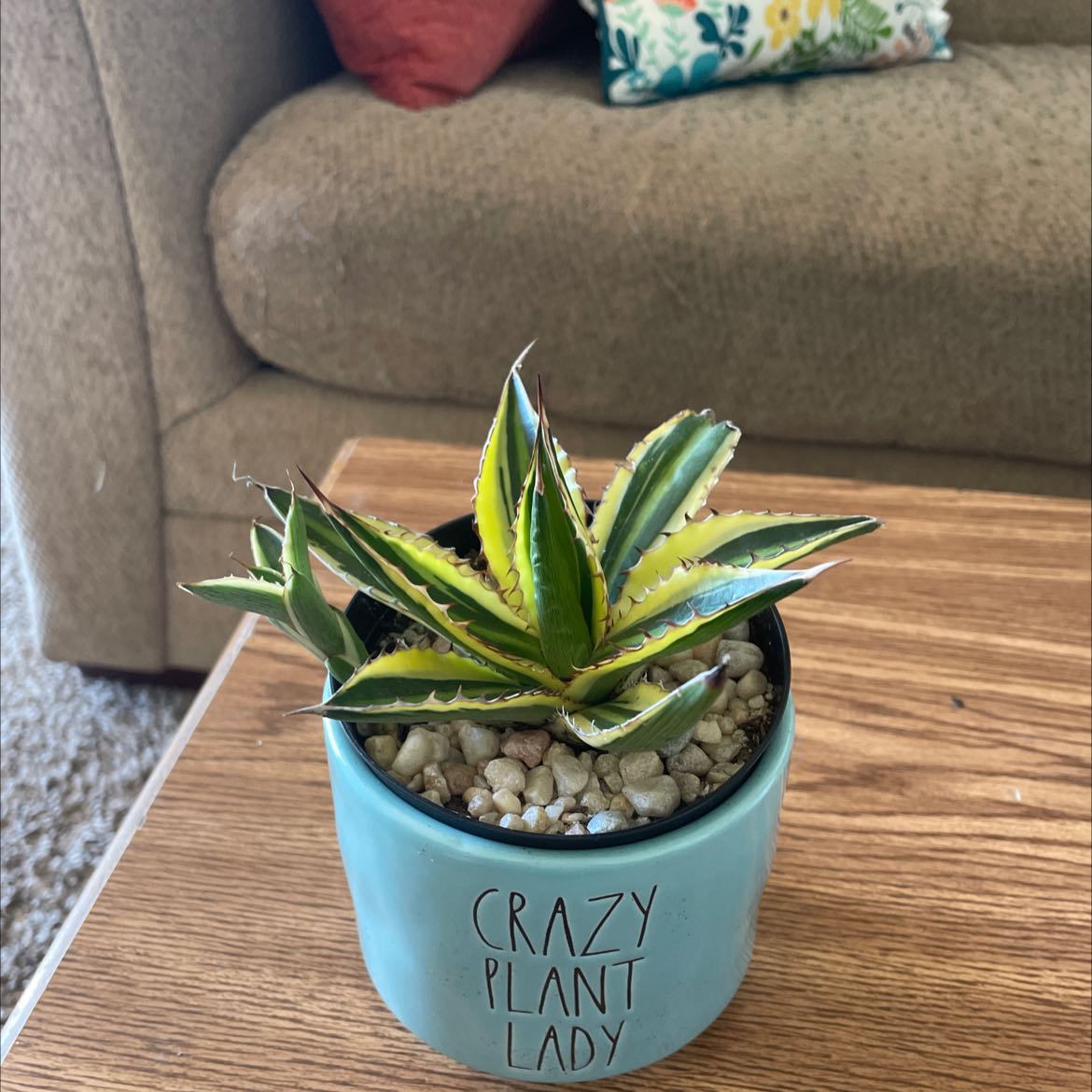 Thorn-Crested Century Plant in a pot labeled 'Crazy Plant Lady' with variegated leaves.