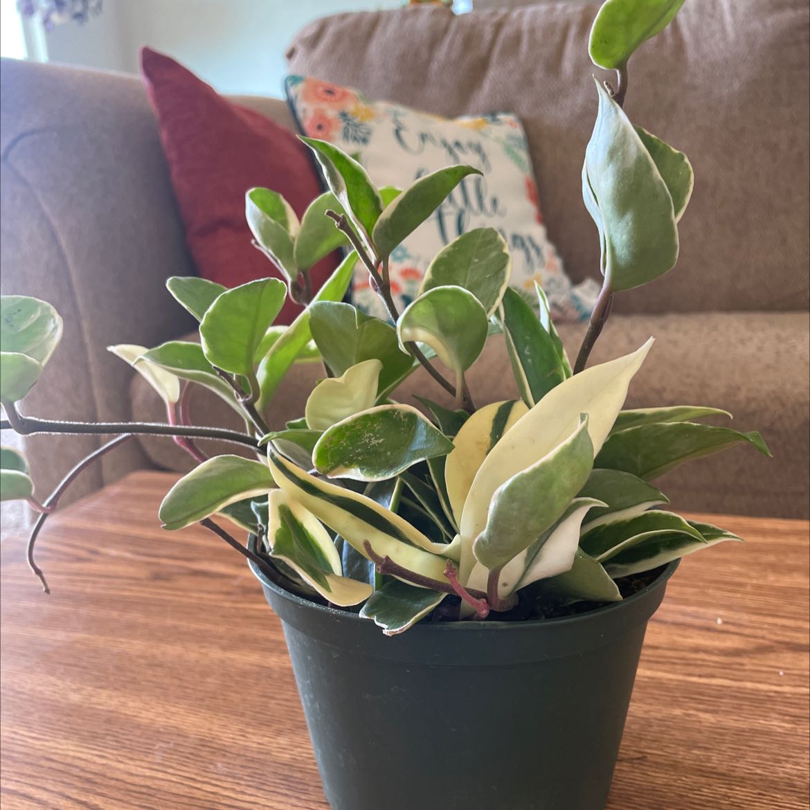 Potted Exotic Hoya plant with variegated leaves on a wooden surface.