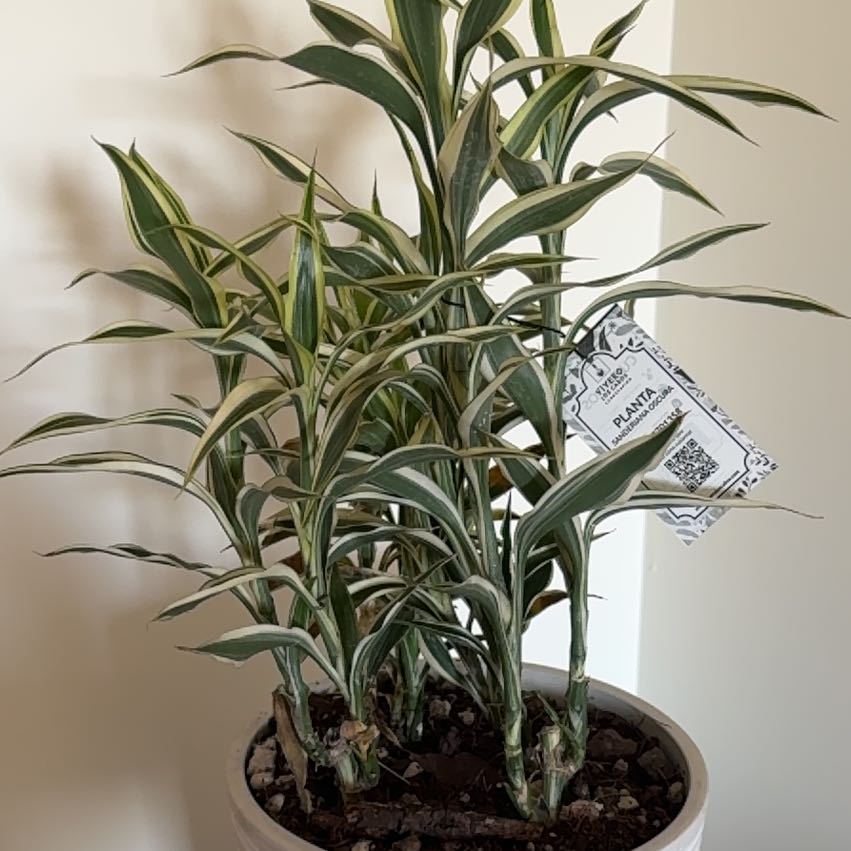 Photo of the plant species Dracaena Sanderiana 'White Ribbon' by @BigPalemadwort named Terra on Greg, the plant care app