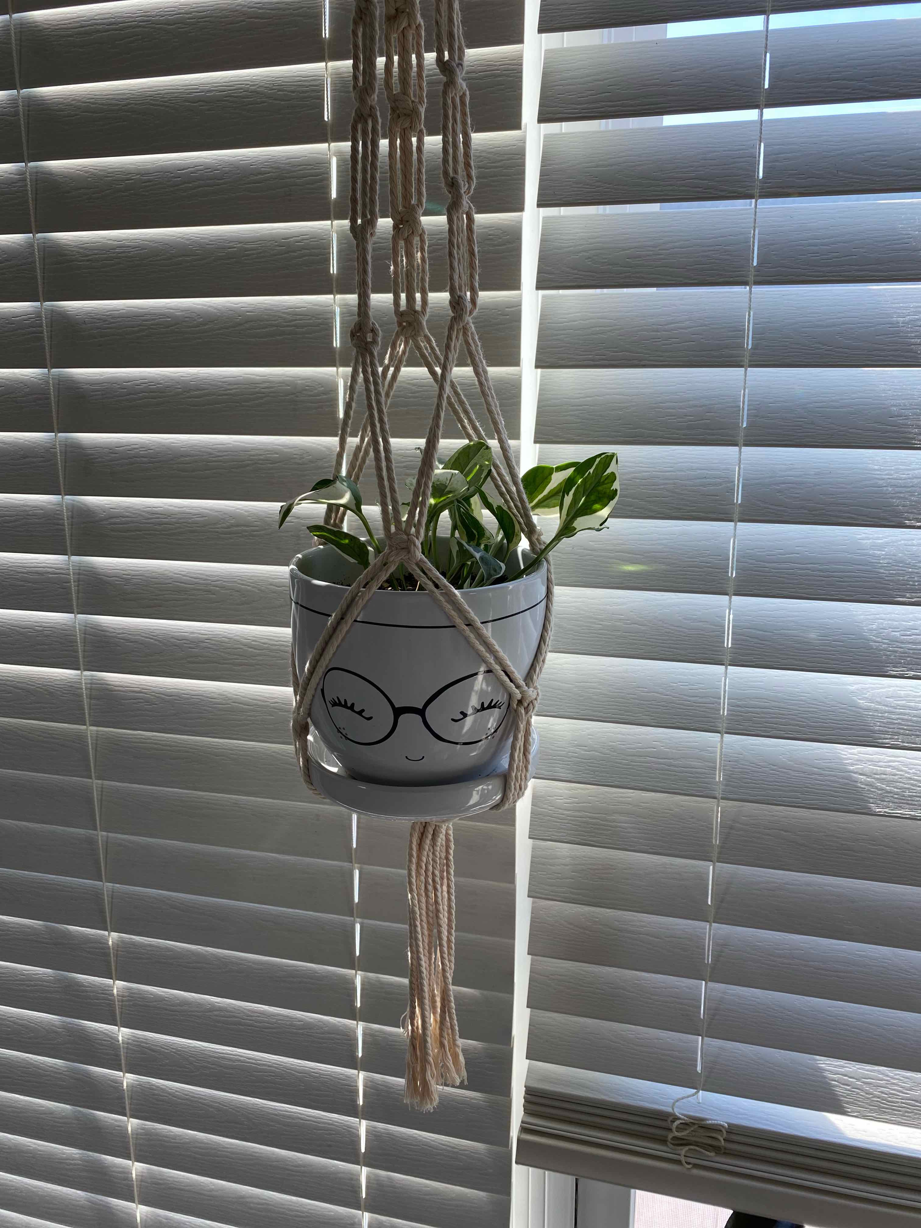 Glacier Pothos plant in a hanging pot with a face design, well-lit by natural light.