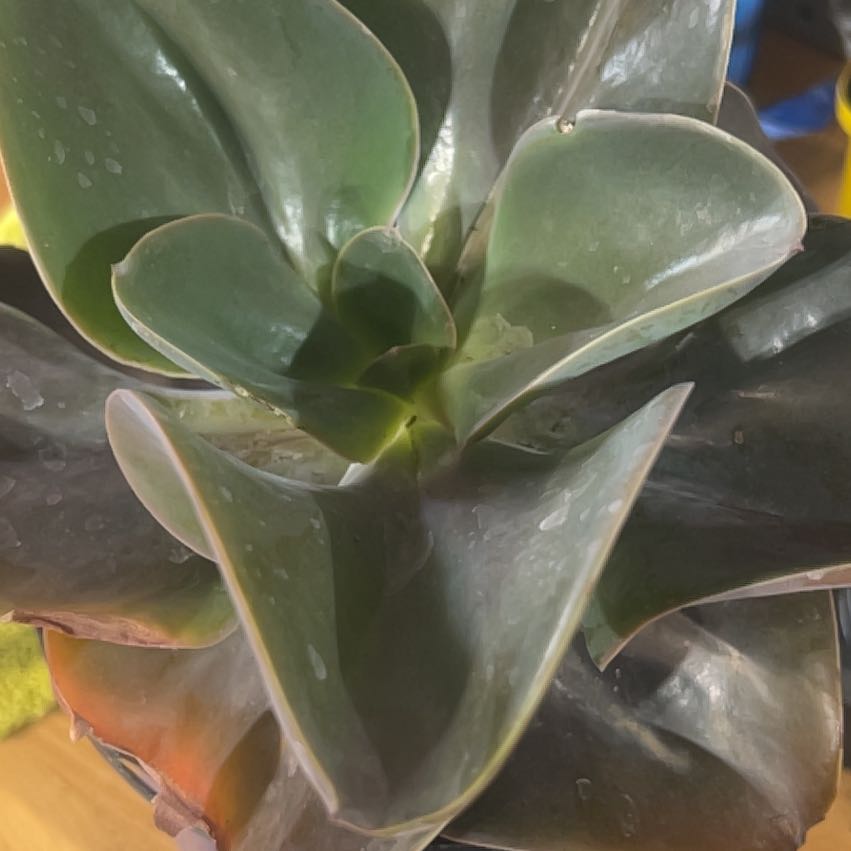 Photo of the plant species Firework by @FoxyCoccoon named Lebron on Greg, the plant care app