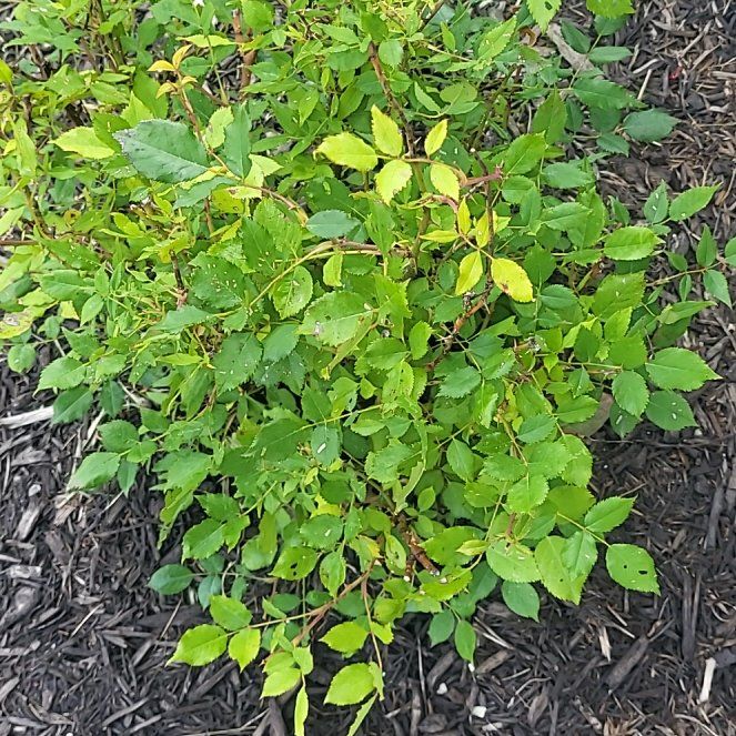 Photo of the plant species European Blueberry by @EthicalCoojong named Miley on Greg, the plant care app