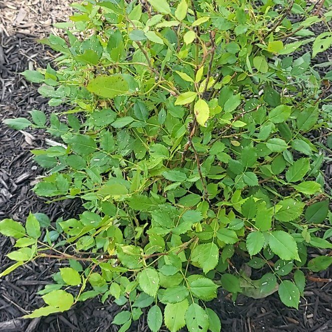 Photo of the plant species European Blueberry by @EthicalCoojong named Elina on Greg, the plant care app