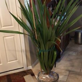 Photo of the plant species Screwpine by @BigPterostegia named Beyonce on Greg, the plant care app