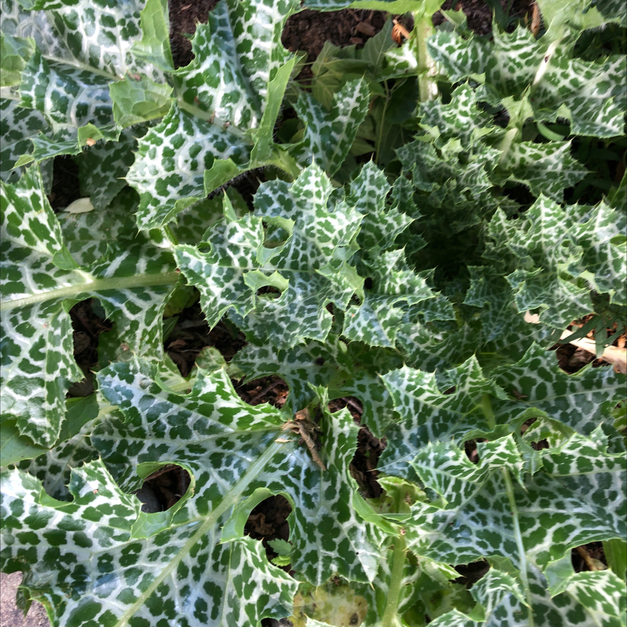 Photo of the plant species Blessed Milk Thistle by @MerrySmearwort named Rosa on Greg, the plant care app