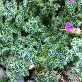 Photo of the plant species Blessed Milk Thistle by @MerrySmearwort named Harmony on Greg, the plant care app