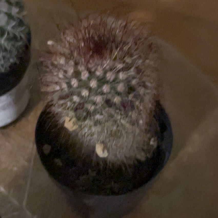 Photo of the plant species Mammillaria by @QueenSweetleaf named Girlfrond on Greg, the plant care app