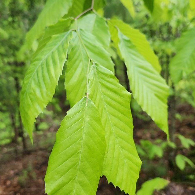 Photo of the plant species American Chestnut by @RulerBurrostail named Kendall on Greg, the plant care app