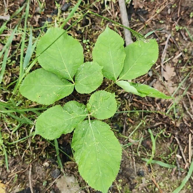 Photo of the plant species American Ginseng by @RulerBurrostail named Spike Leaves on Greg, the plant care app