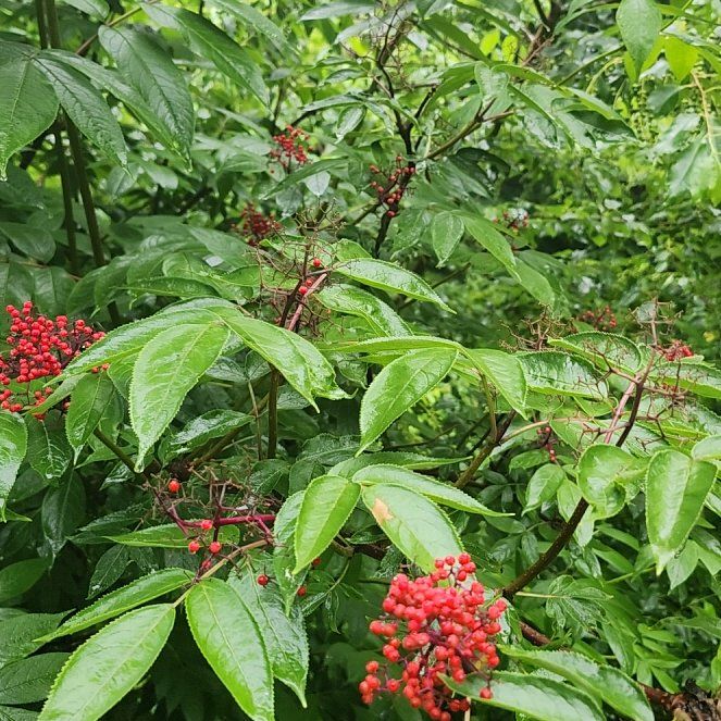 Photo of the plant species European Red Elderberry by @RulerBurrostail named Elle on Greg, the plant care app