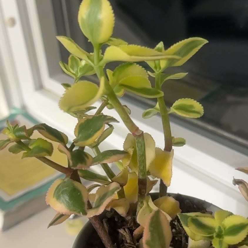 Photo of the plant species Variegated Trailing Jade Plant by @HighRhodora named Marilyn on Greg, the plant care app
