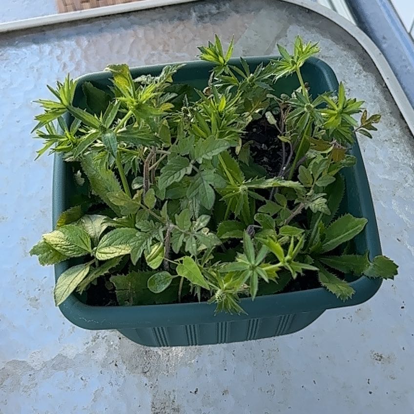 Potted Culantro plant with green leaves, some slight discoloration visible.